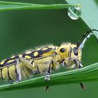 Leiterbock (Saperda scalaris) unter der Dusche