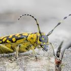 Leiterbock Stackaufnahme