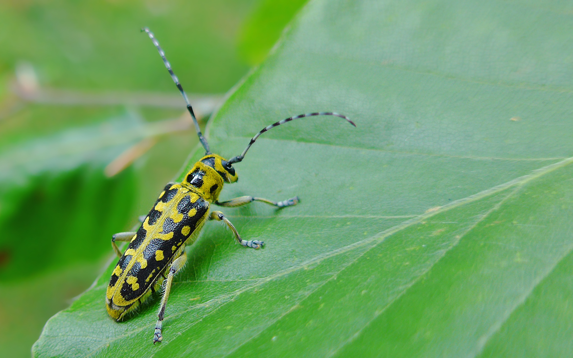 Leiterbockkäfer