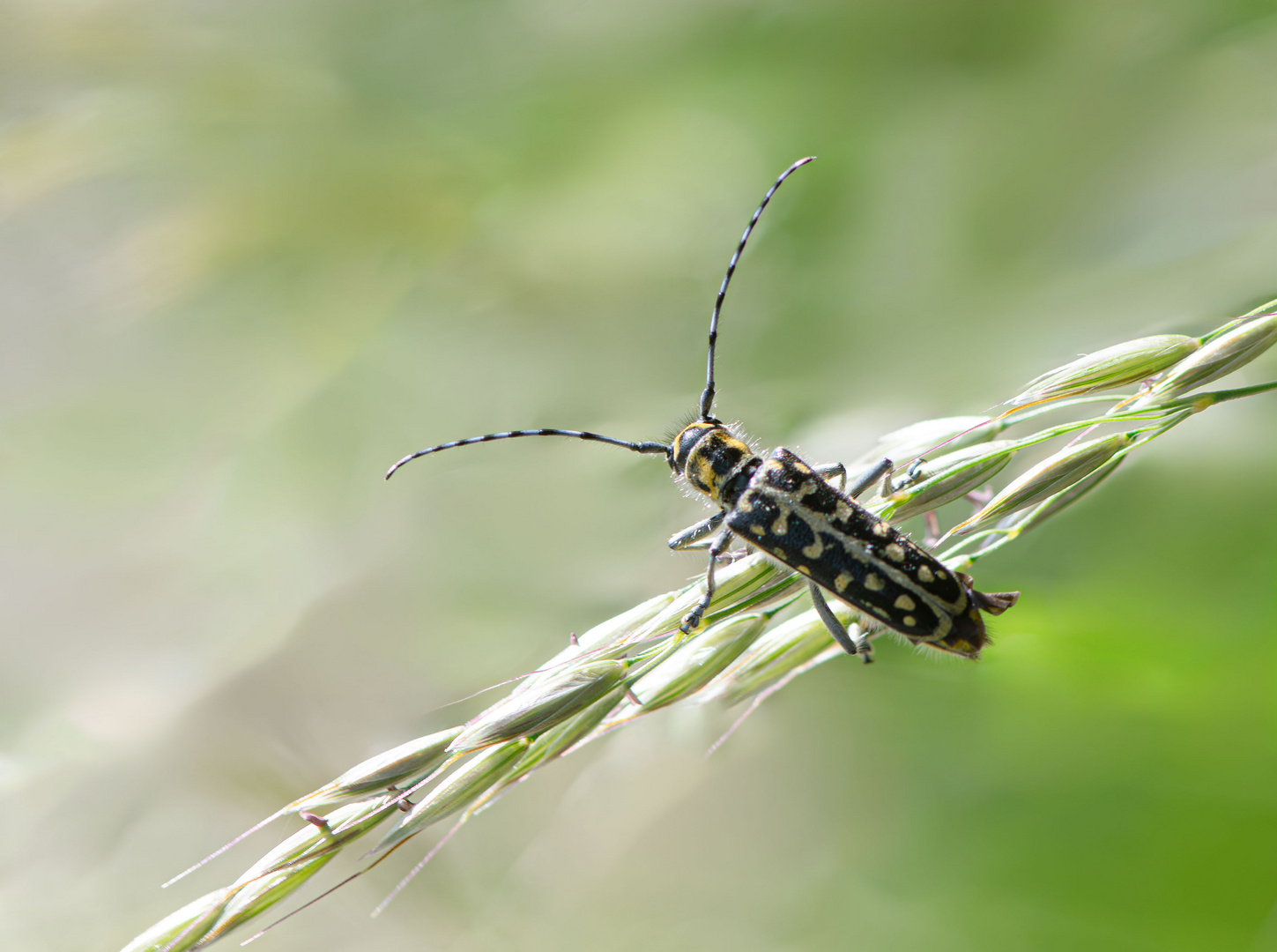 Leiterbockkäfer (Saperda scalaris)