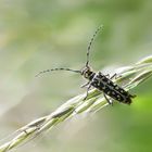 Leiterbockkäfer (Saperda scalaris)