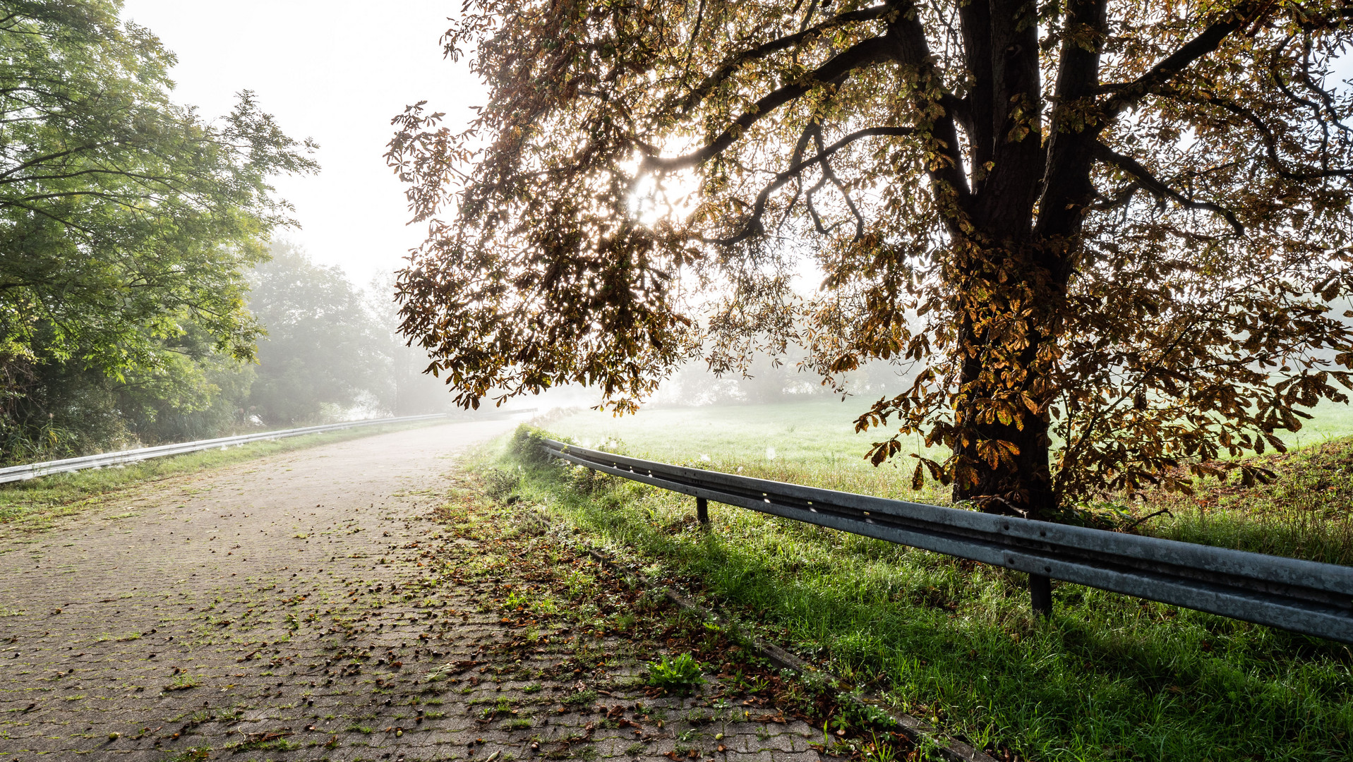 Leitplanken-Baum