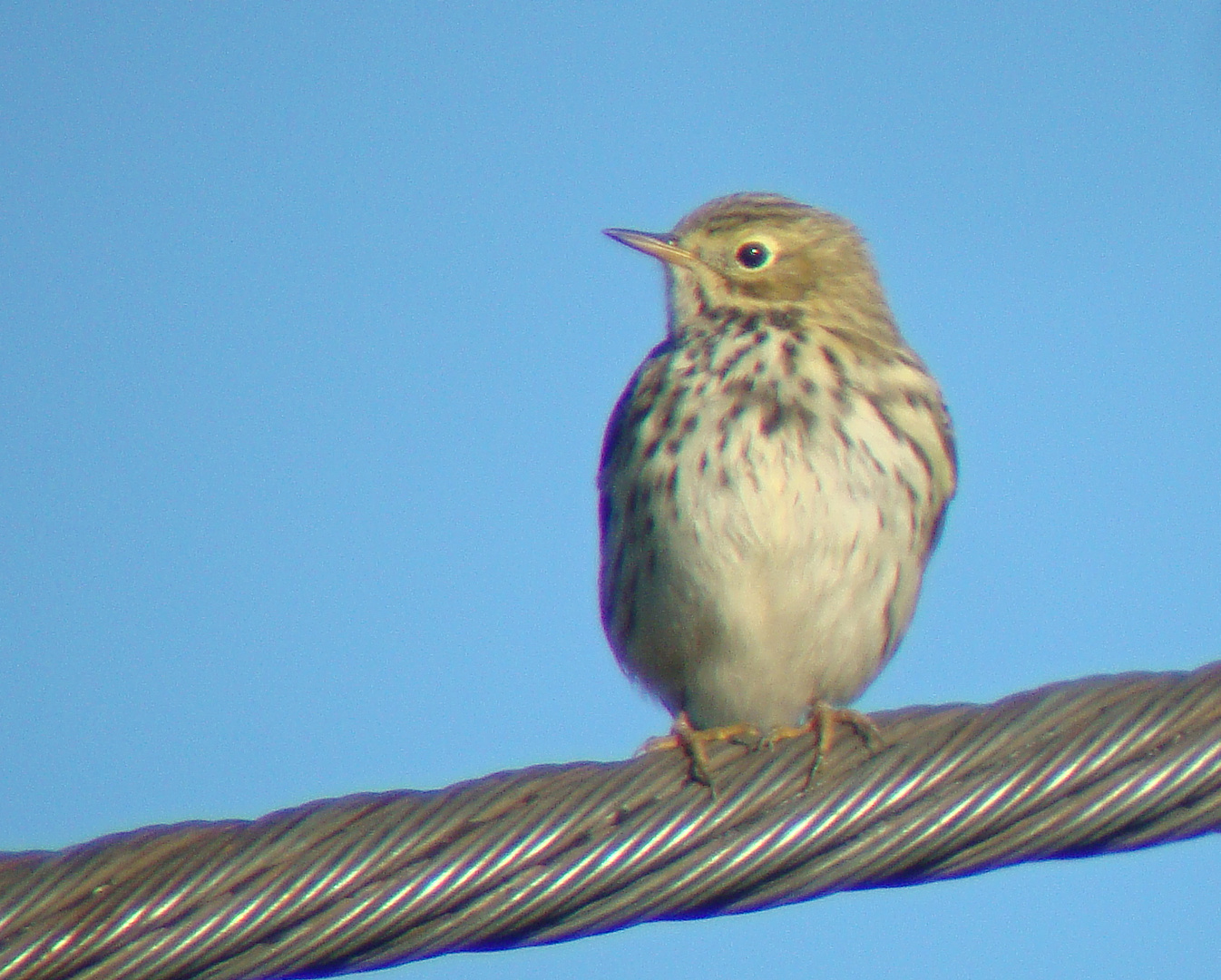 Leitungsvogel 2