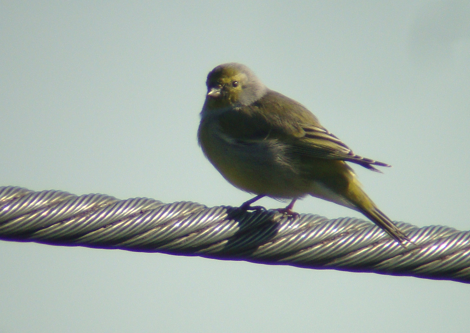 Leitungsvogel 3