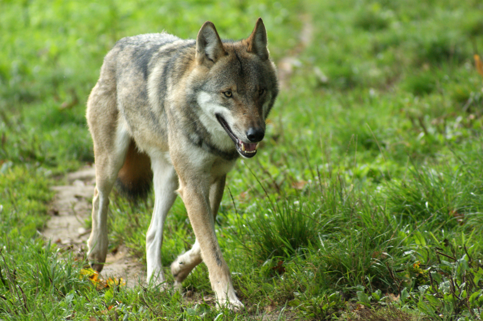 Leitwolf patrouilliert