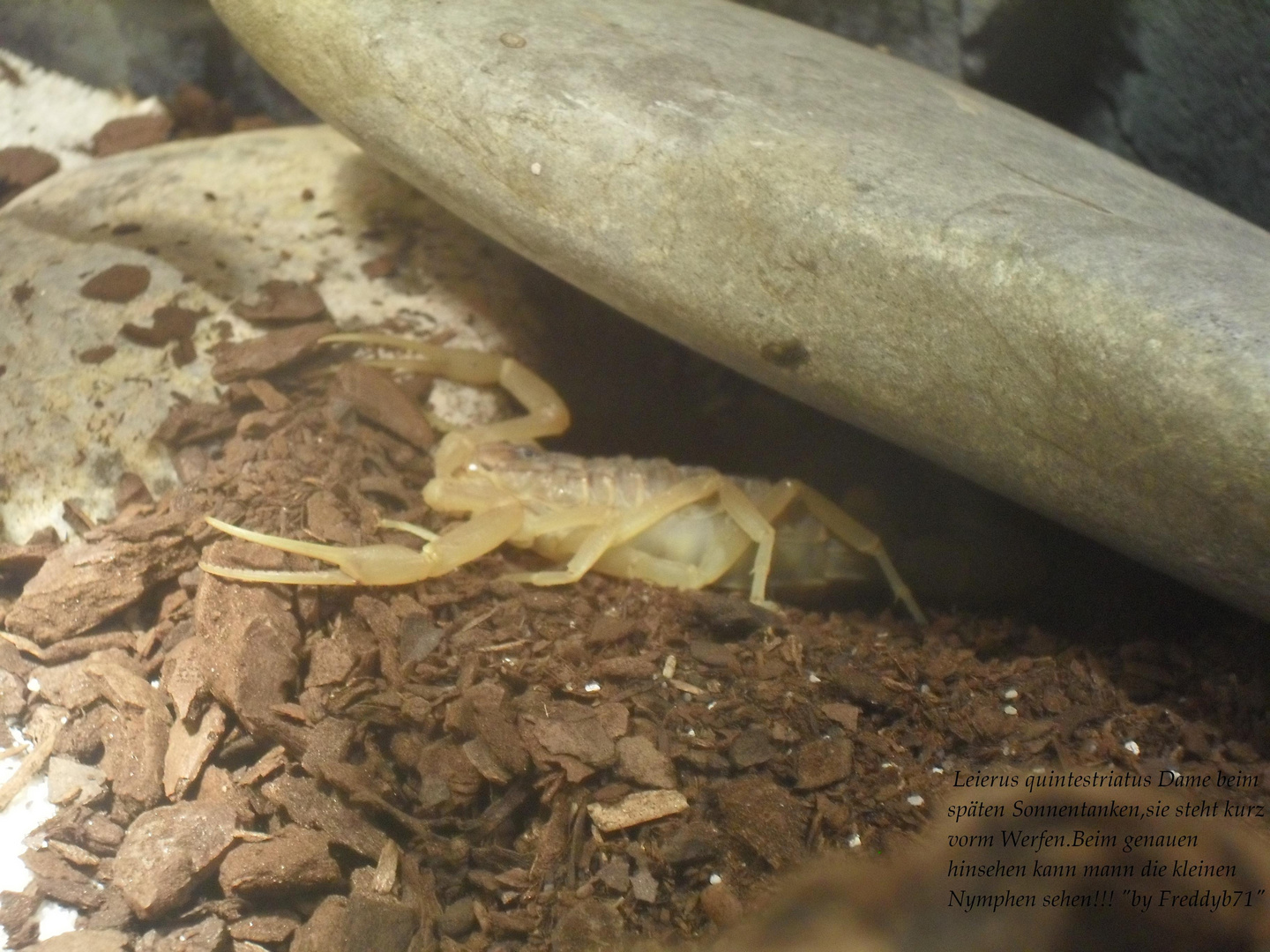 Leiurus quinquestriatus Dame trächtig!