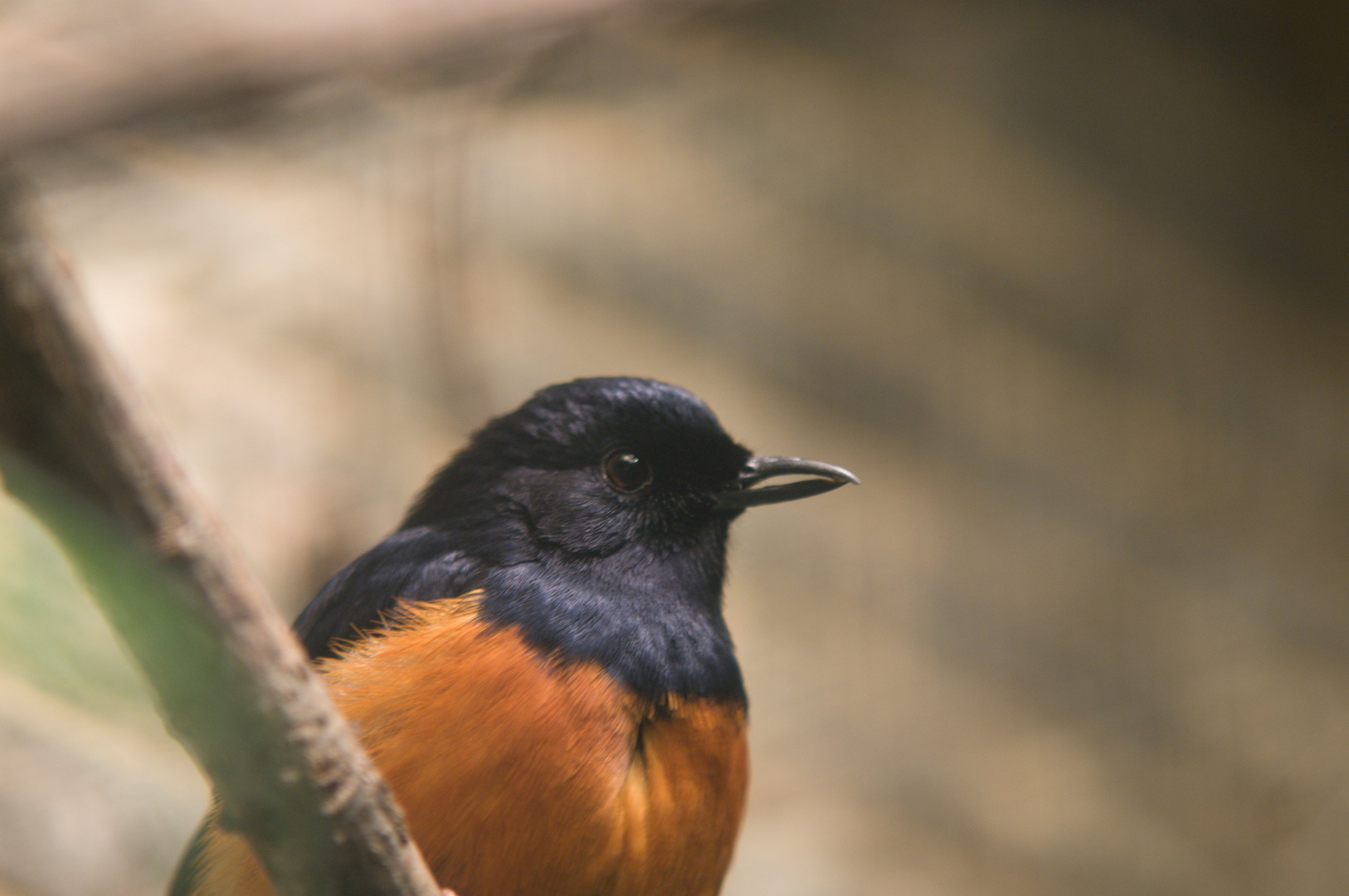 Leiziper Zoo - Roter Vogel