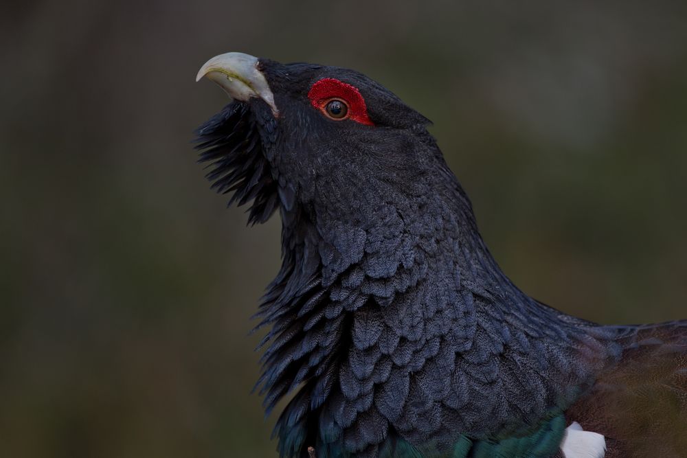 Lekking capercaillie