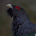 Lekking capercaillie