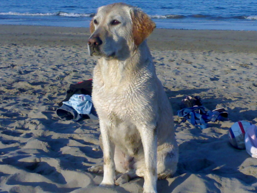 lela e' un amante del mare