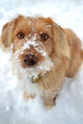 Lela im Schnee