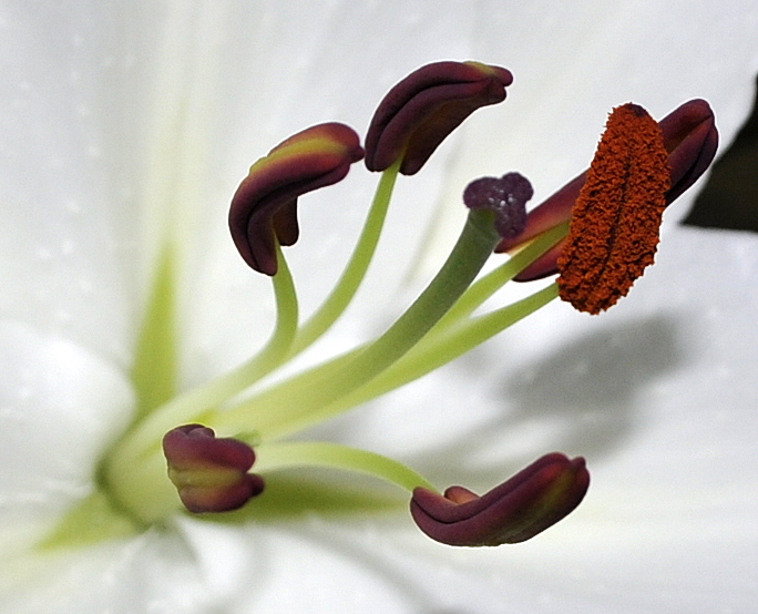 l'élégance de la fleur de lys