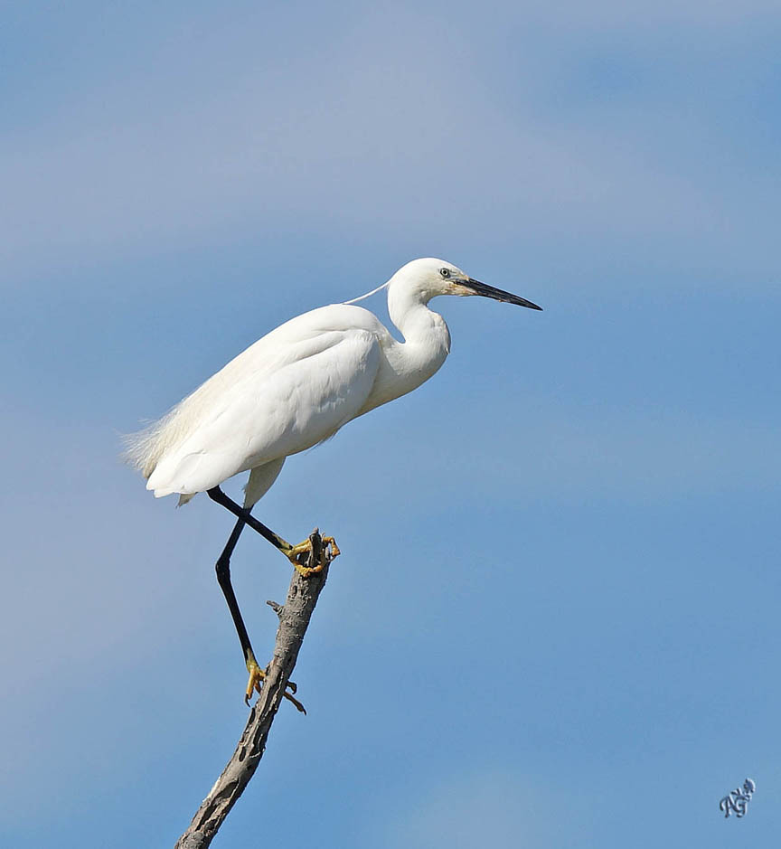 L'élégance de l'aigrette garzette