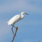 L'élégance de l'aigrette garzette