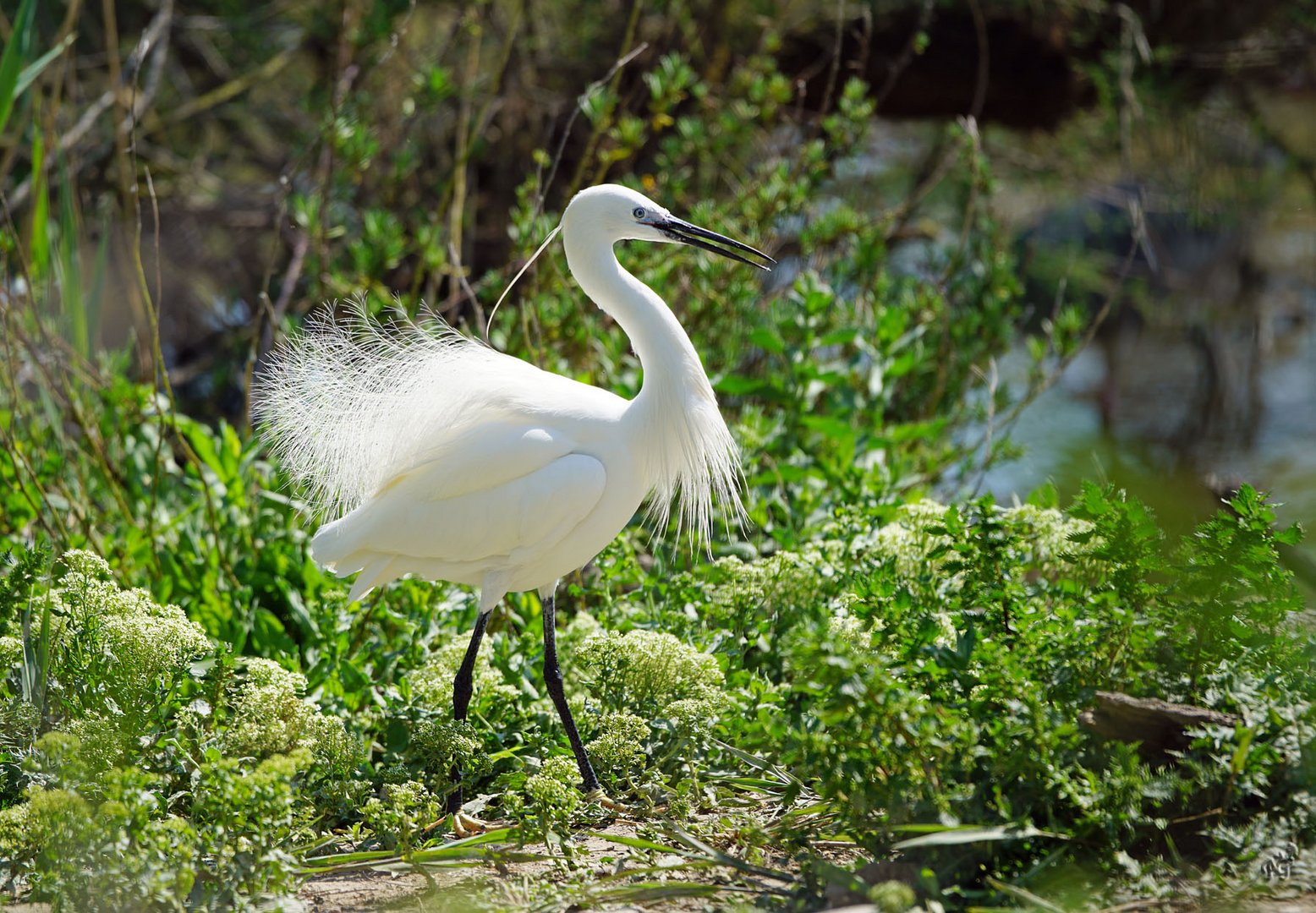 L'élégance de l'aigrette garzette ....