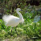 L'élégance de l'aigrette garzette ....