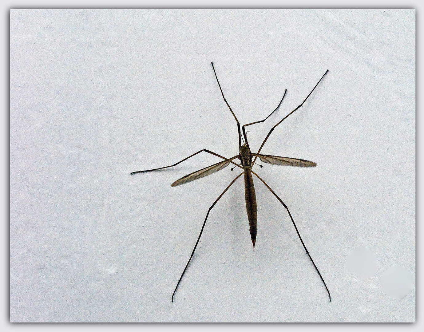 L’élégance du cousin (Tipula) -- Die Eleganz der Riesenschnacke (Tipula)