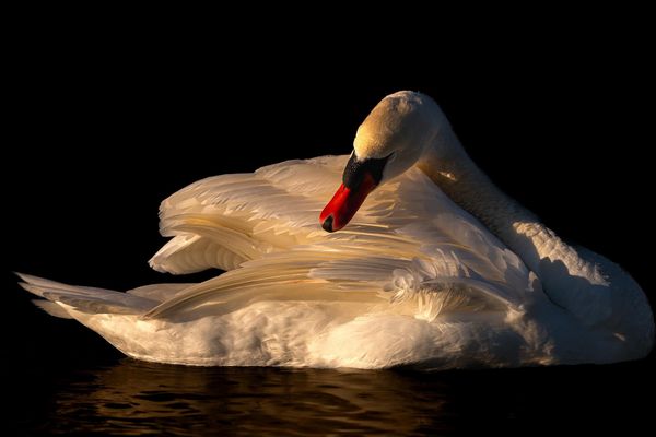 L’élégance du Cygne 