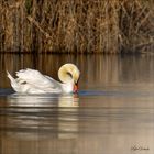 L'élégance du cygne de retour à Vaugrenier