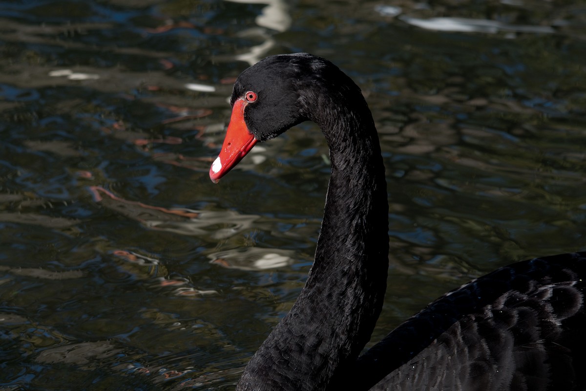 L'élègance du cygne noir