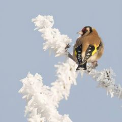 l'élégant en hiver