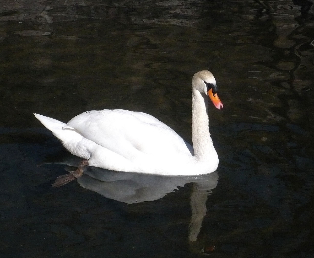 l'eleganza del cigno...