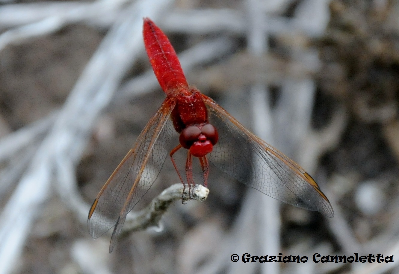 L'eleganza della libellula