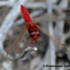 L'eleganza della libellula