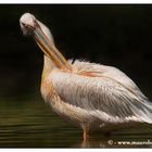 L'eleganza di un Pellicano...