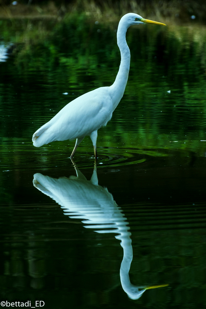 L'eleganza di un riflesso