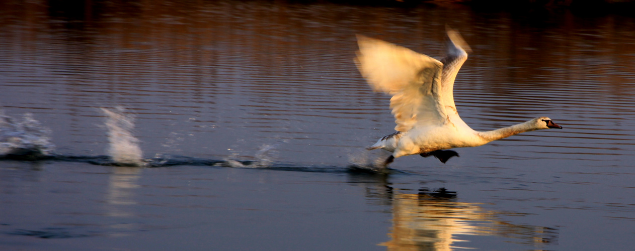 L'ELEGANZA DI UN VOLO....