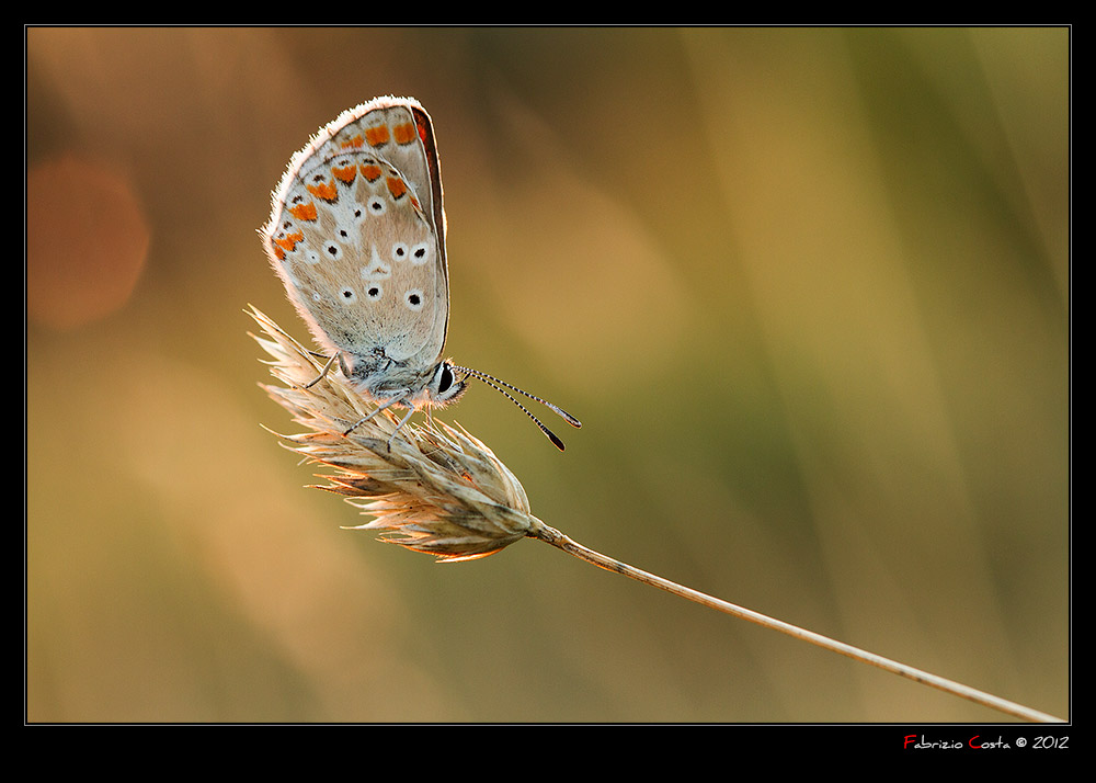 L'eleganza in controluce