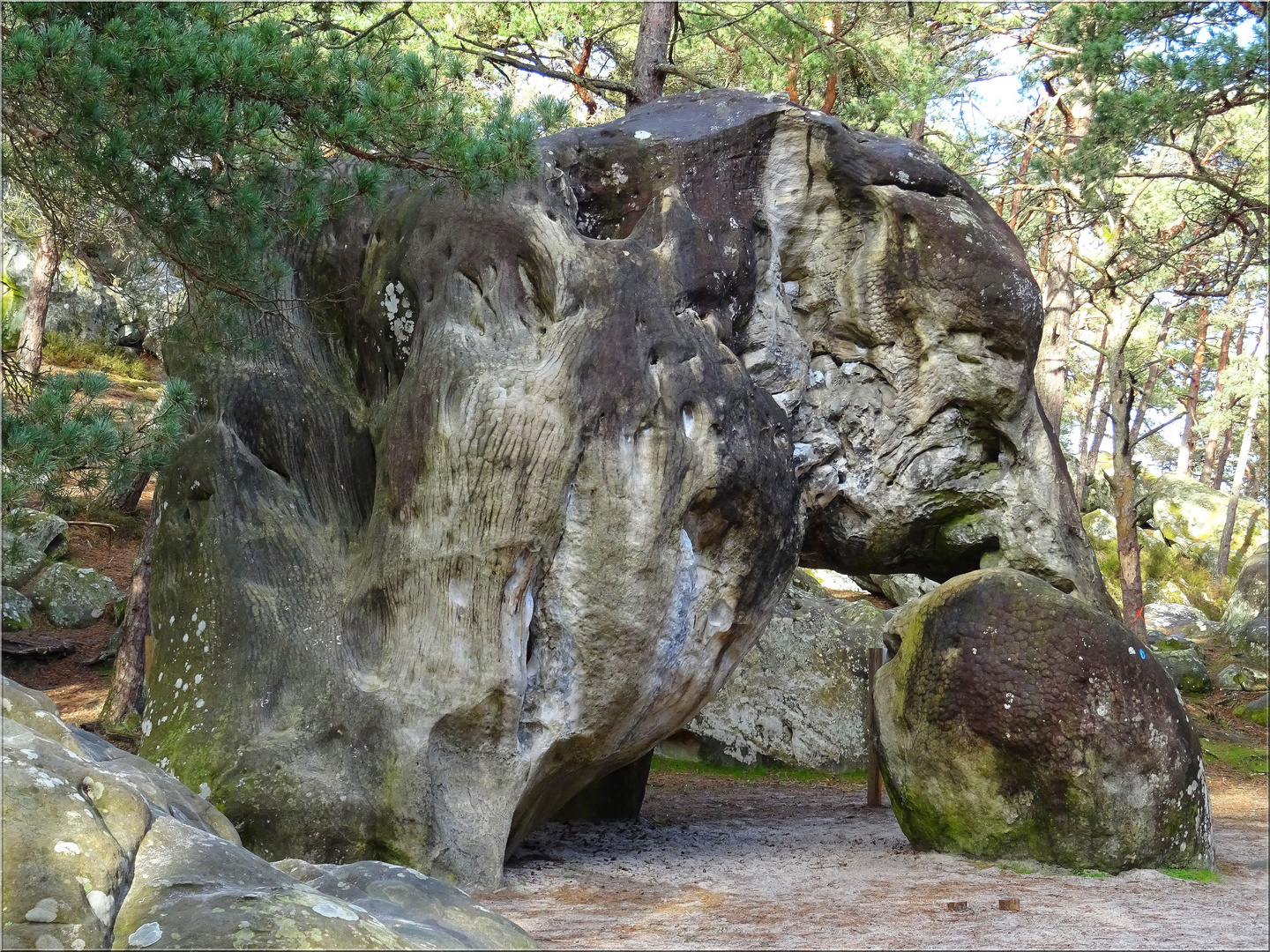 .." L'éléphant " à Larchant..Célèbre rocher d'escalade..