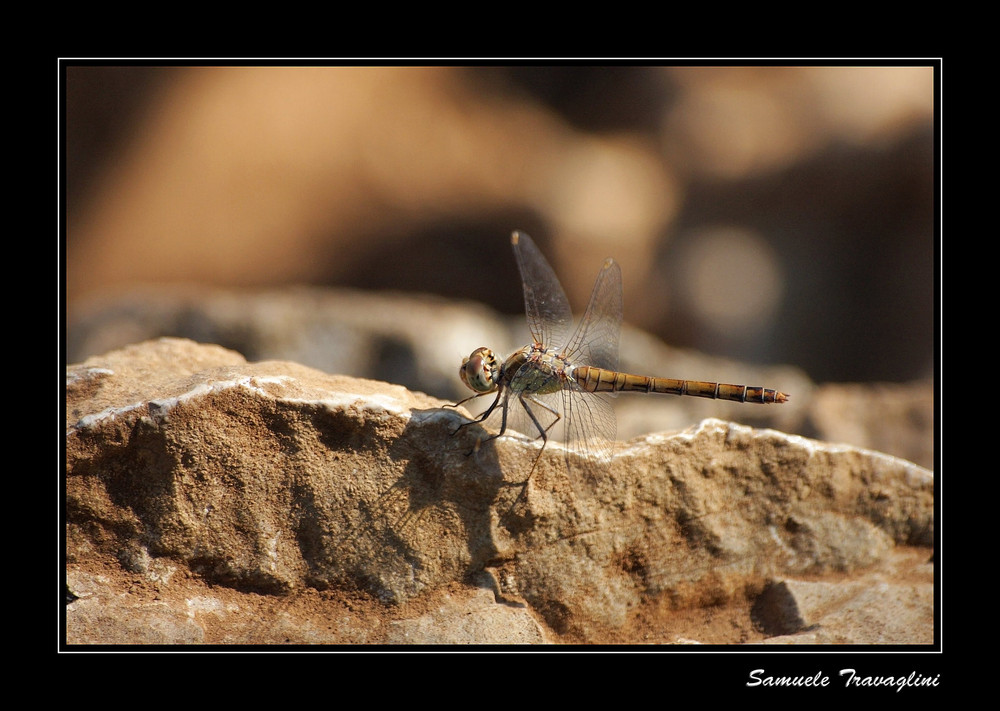 L'ELICOTTERO SECONDO NATURA