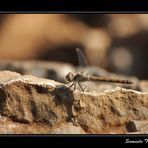 L'ELICOTTERO SECONDO NATURA