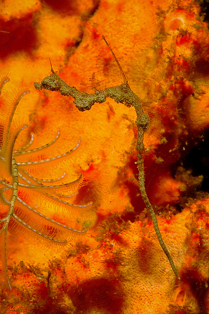 Lembeh Dragon