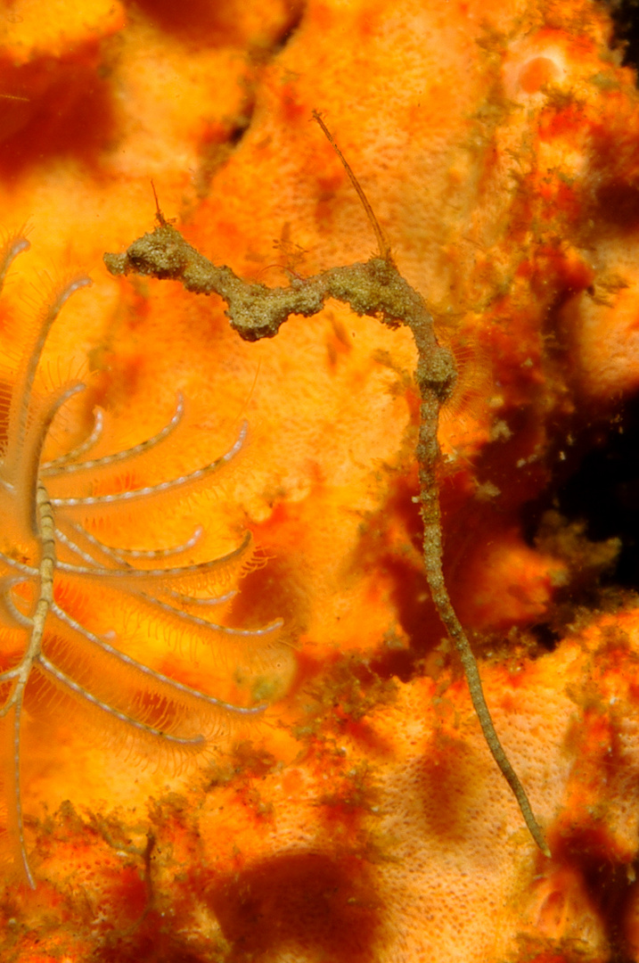 Lembeh-Dragon (Pipehorsefish)