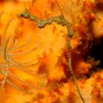 Lembeh-Dragon (Pipehorsefish)