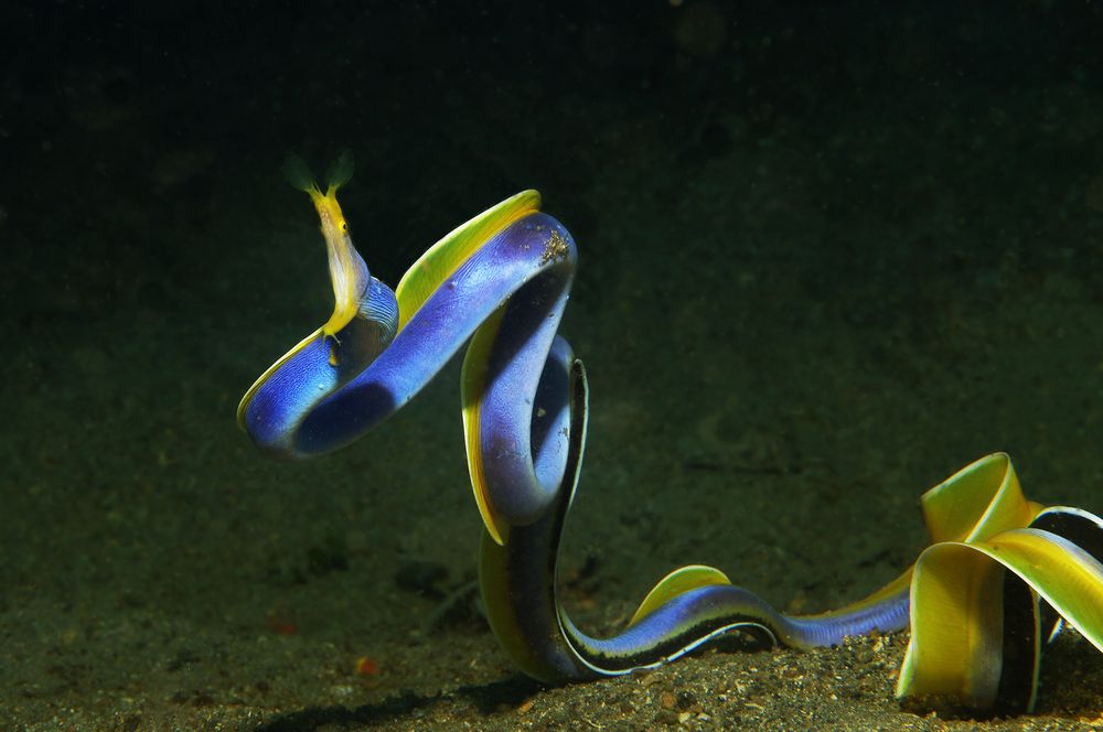 Lembeh for ever (danke für die Aufmerksamkeit)