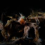 °°°Lembeh Horror Picture Show°°°
