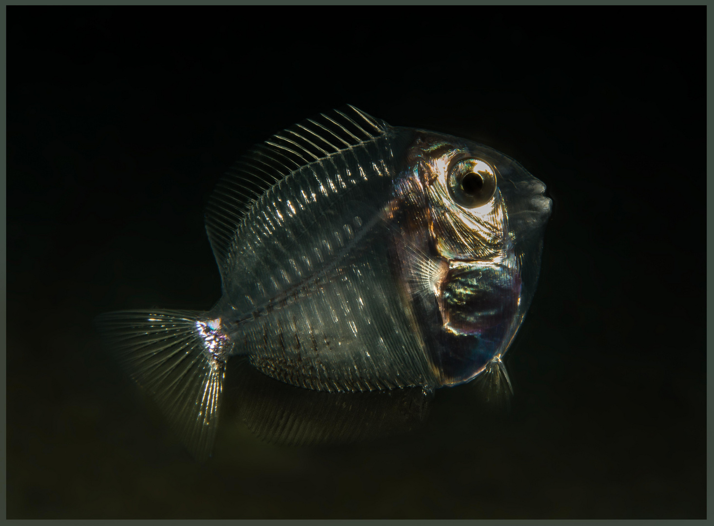 Lembeh - Nights