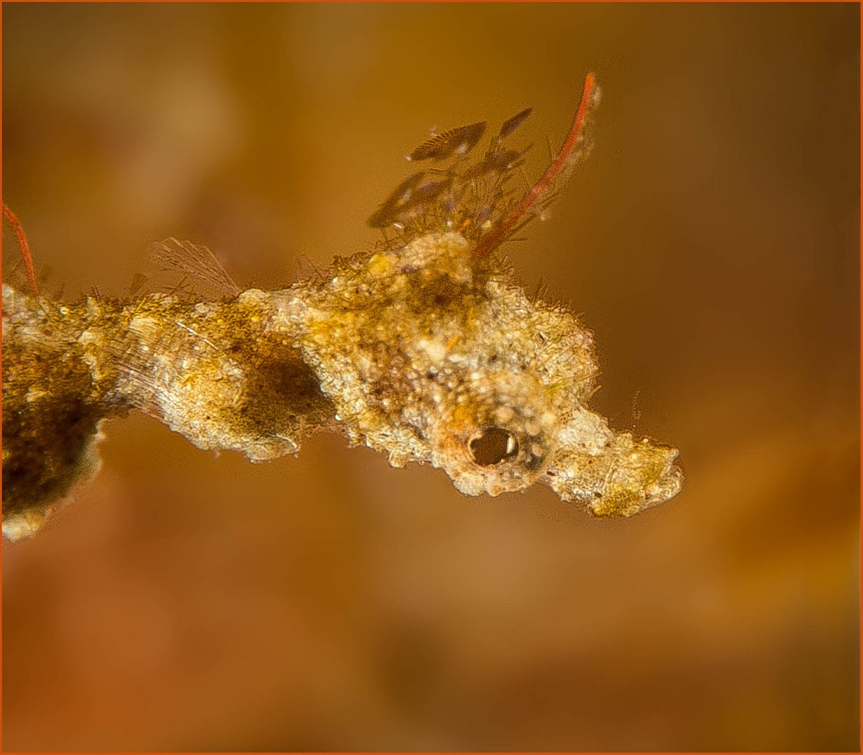 Lembeh Sea Dragon