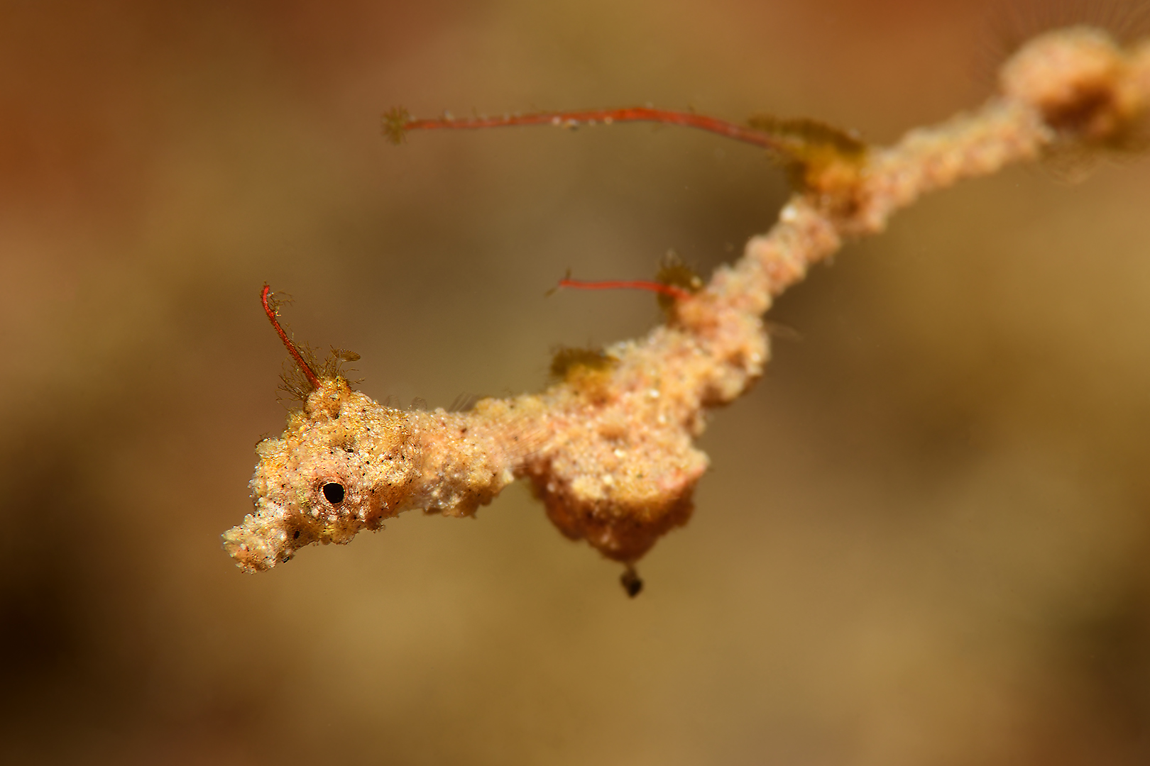 Lembeh Sea Dragon (Kyonemichthys rumengani)