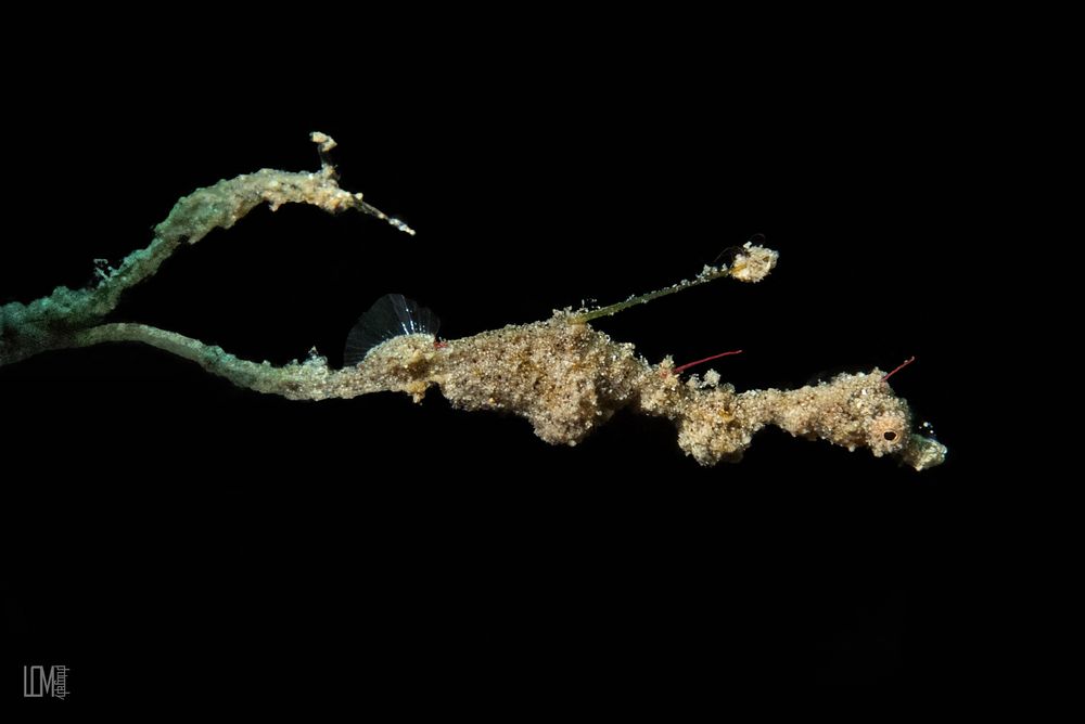 Lembeh Seadragon