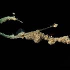 Lembeh Seadragon