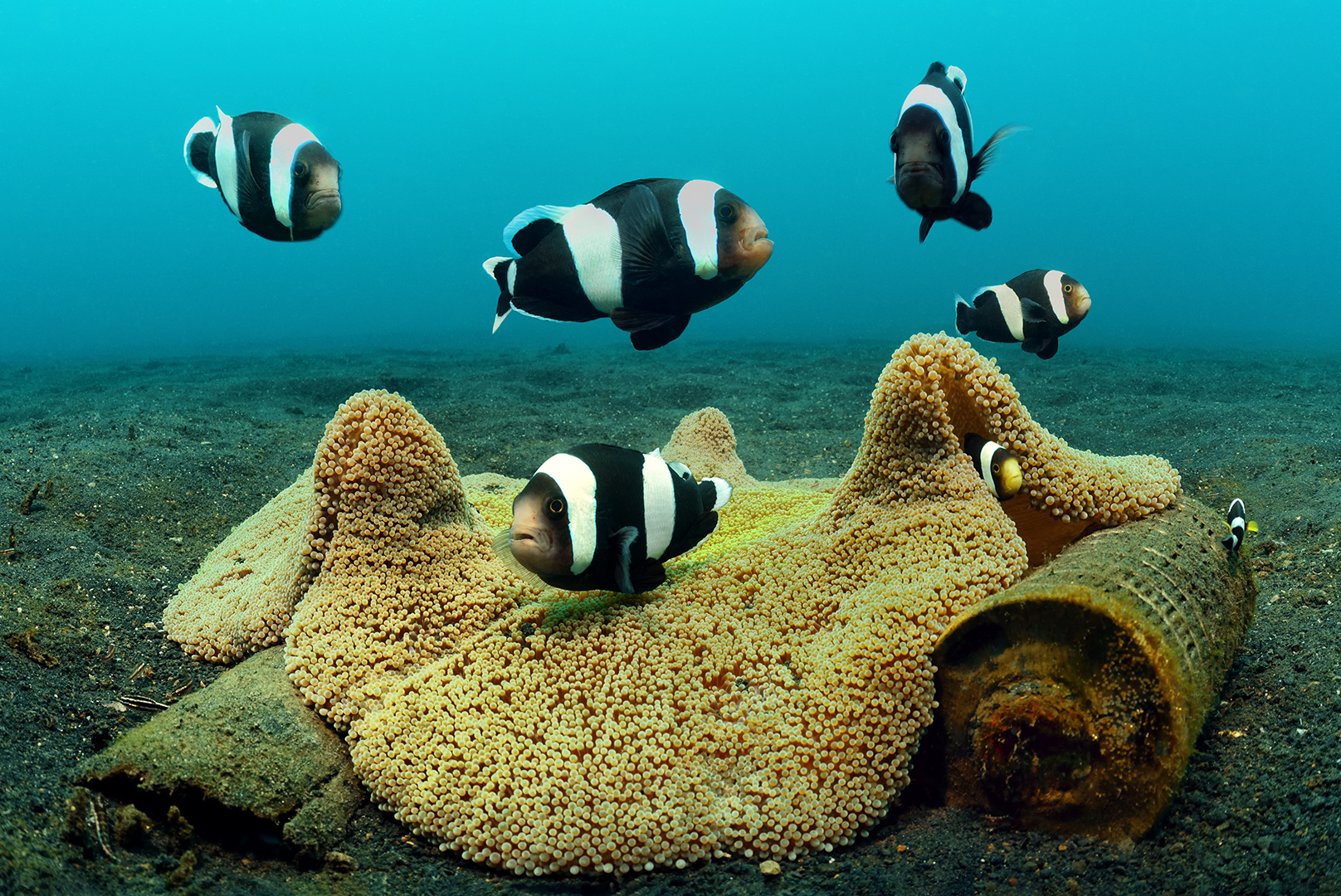 Lembeh Strait