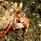 Lembeh Strait 4