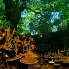 Lembeh Strait II