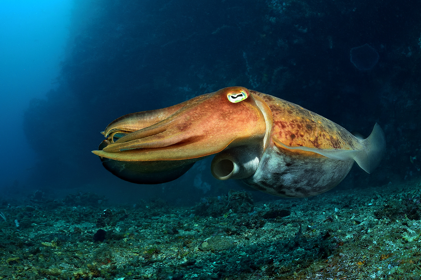 Lembeh Strait IV