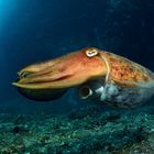 Lembeh Strait IV